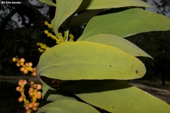 Phoradendron reichenbachianum