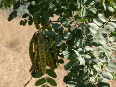 Albizia procera