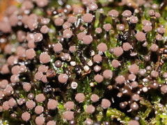 Elaeomyxa cerifera