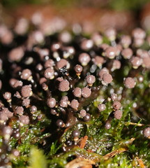 Elaeomyxa cerifera