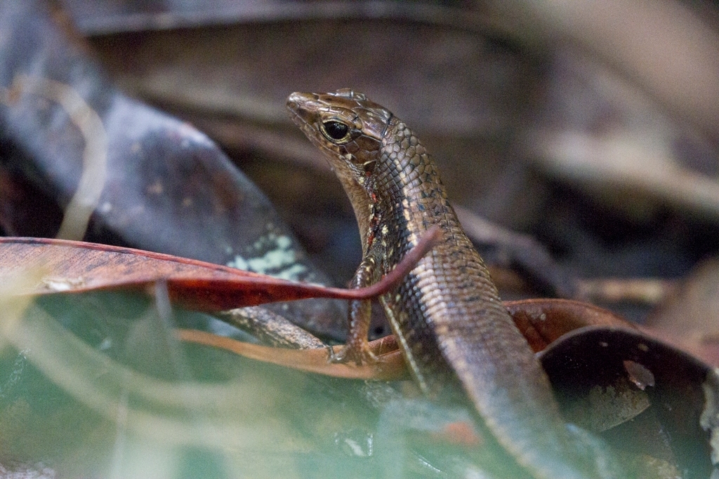 Brygoo's Girdled Lizard