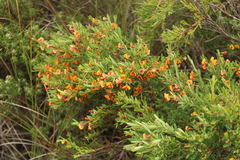 Bossiaea linophylla