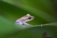 Guibemantis