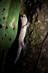 Geckolepis maculata