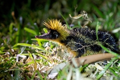 Hemicentetes semispinosus