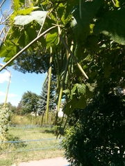 Catalpa bignonioides