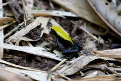 Mantella laevigata