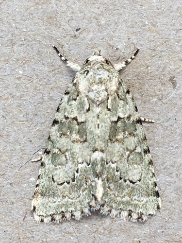 Marbled Green, photo 4 of 9