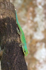 Phelsuma guttata