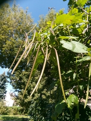 Catalpa bignonioides