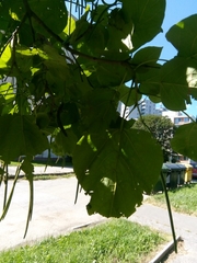 Catalpa bignonioides
