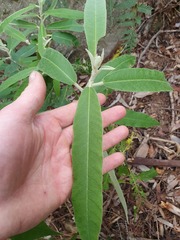 Astrotricha floccosa