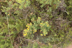 Pultenaea reticulata