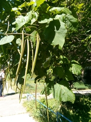 Catalpa bignonioides