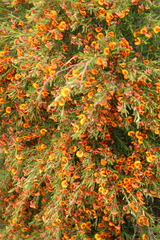 Bossiaea linophylla