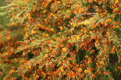 Bossiaea linophylla