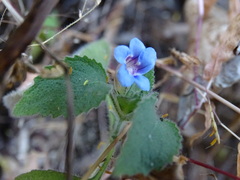 Strobilanthes pavala