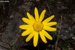 Pippenalia delphiniifolia