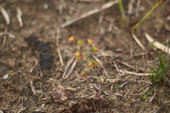 Drosera huegelii