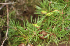 Hakea linearis
