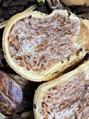 Cortinarius cartilagineus