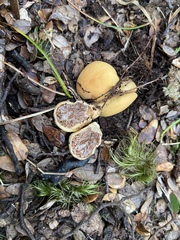 Cortinarius cartilagineus