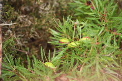 Hakea linearis