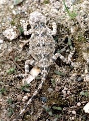 Phrynocephalus persicus