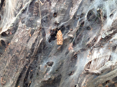 Choristoneura houstonana