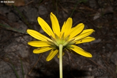 Pippenalia delphiniifolia
