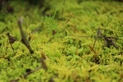 Thuidiopsis sparsa