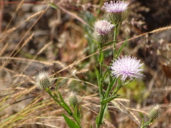 Tricholepis amplexicaulis