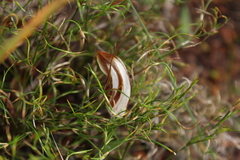 Pterostylis rogersii