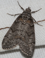 Smyriodes trigramma