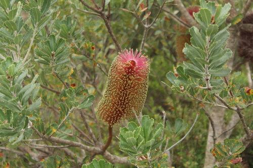 Image of Banksia praemorsa by (c) Em Lamond, some rights reserved (CC BY)
