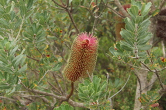 Banksia praemorsa