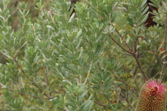 Banksia praemorsa