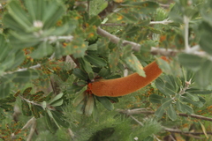 Banksia praemorsa