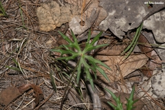 Pippenalia delphiniifolia