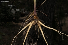 Pippenalia delphiniifolia