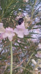 Xylocopa tabaniformis orpifex