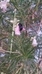 Xylocopa tabaniformis orpifex