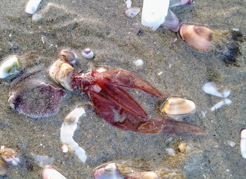 Dulse