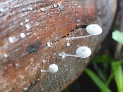 Mycena piringa