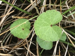 Sidalcea calycosa rhizomata