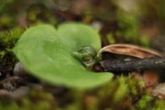 Corybas despectans