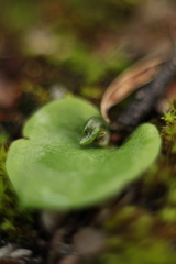 Corybas despectans