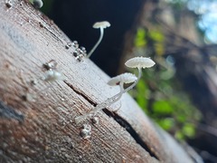 Mycena piringa