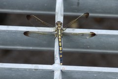 Orthetrum lineostigma