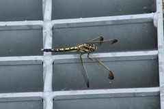 Orthetrum lineostigma